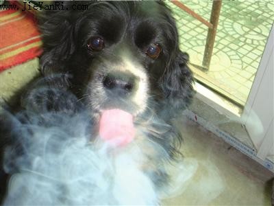 如何帮你的宠物狗戒烟