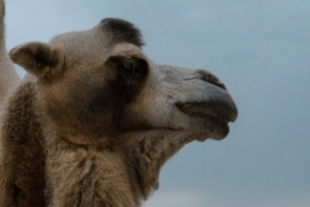 camel烟标(Camel烟标 - 你不得不知道的品牌故事)