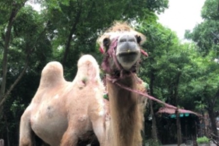 camel烟广州(相信喜欢吸烟的朋友们对于Camel这个品牌应该不会陌生。Camel作为一款历史悠久的香烟品牌，一直