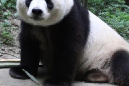 白皮熊猫牌香烟(白皮熊猫牌香烟：烟草界的熊猫守护者)