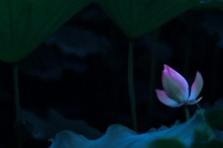 lotus莲花烟(Lotus莲花烟：让人沉浸在经典的烟草味中)