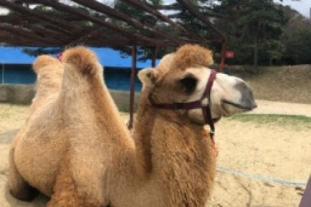 camel烟韩国(韩国烟王——Camel在亚洲的另类市场)