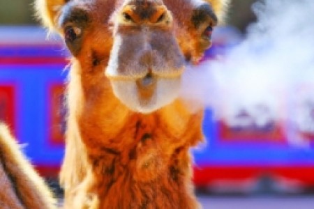 2023骆驼香烟(2023骆驼香烟：品质始终如一)