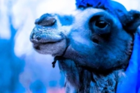 camel骆驼烟蓝色(骆驼烟蓝色：经典口感的烟草诠释)