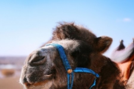 camel烟蓝色(【烟蓝, 礼赞骆驼】)