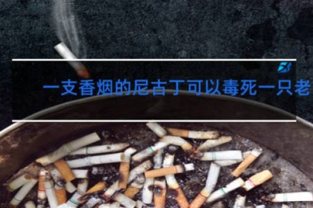 一支香烟的尼古丁可以毒死一只老鼠?