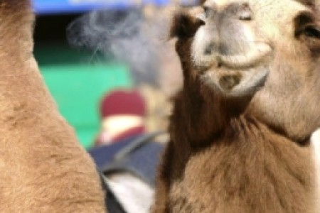 城市骆驼香烟价格表图(城市骆驼香烟价格表)
