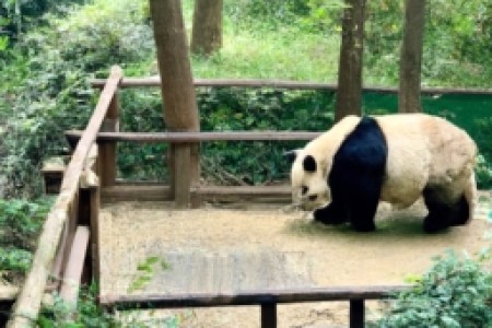 大熊猫烟咋样(大熊猫，香烟界的新宠？)