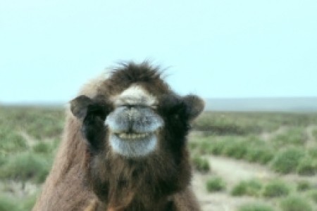 camel烟抽着怎么样(驰名天下的骆驼烟——你抽它如何搭配？)