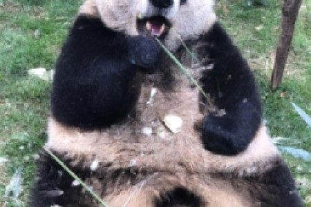 大熊猫烟多少钱一包单价(大熊猫烟多少钱一包？让我们来一探究竟！)