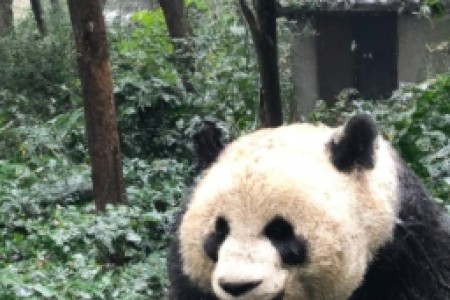 上海产大熊猫香烟还在生产吗(上海产大熊猫香烟还在生产吗？)