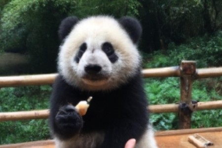 小熊猫烟在广西还有卖吗(小熊猫烟在广西还有卖吗？)