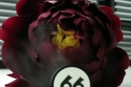 牡丹666香烟价格表(牡丹666香烟价格表)