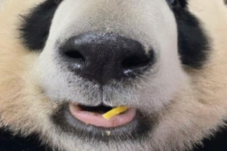 熊猫牌香烟秉承什么样的精神(熊猫牌香烟：秉承务实、坚韧、追求品质的精神)