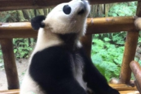 熊猫香烟怎么样(熊猫香烟是中国知名香烟品牌之一，广受香烟爱好者的喜爱。它以其独特的口感、香气和外观特