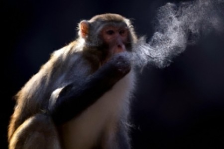 猴子戒烟(猴子戒烟，人类自救)