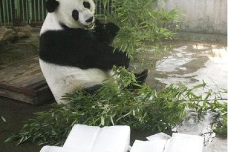 济南大熊猫因吸“烟”死亡