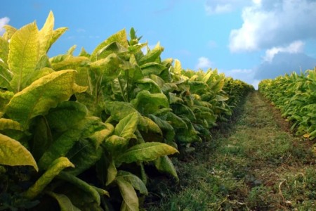 我国烟草种植仍有100万公顷以上，但烟农转产势在必行