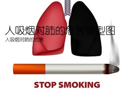 人吸烟对肺的危害模型图(人吸烟对肺的危害)