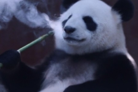 熊猫香烟怎么辨别(熊猫香烟怎么辨别)