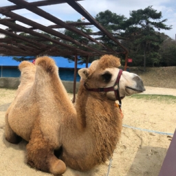 camel烟韩国(韩国烟王——Camel在亚洲的另类市场)