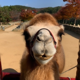 camel韩国烟(韩国烟中的一匹独特骆驼──Camel（1000字）)