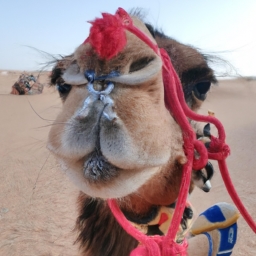 camel烟首尔(骆驼烟：让你瞬间沉浸在首尔的风情中)