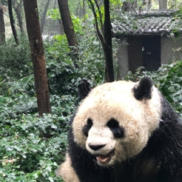 上海产大熊猫香烟还在生产吗(上海产大熊猫香烟还在生产吗？)