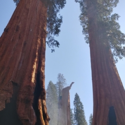 sequoia香烟(深入探究：Sequoia香烟的百科全书)
